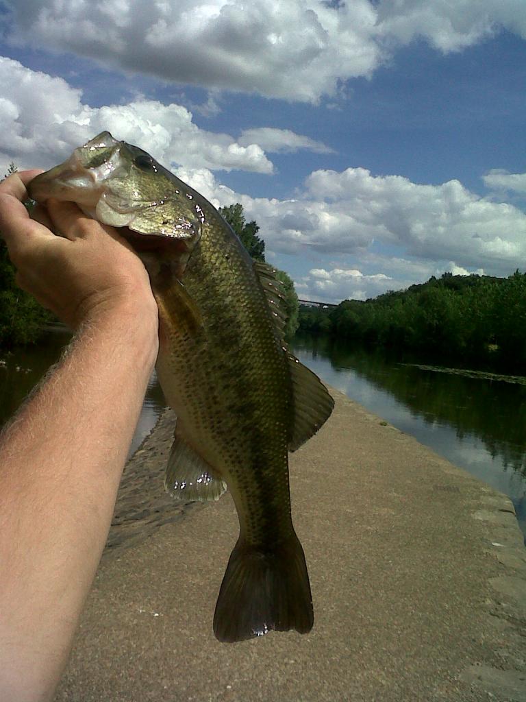 Black-bass 41 cm