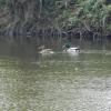 Couple de canard colvert