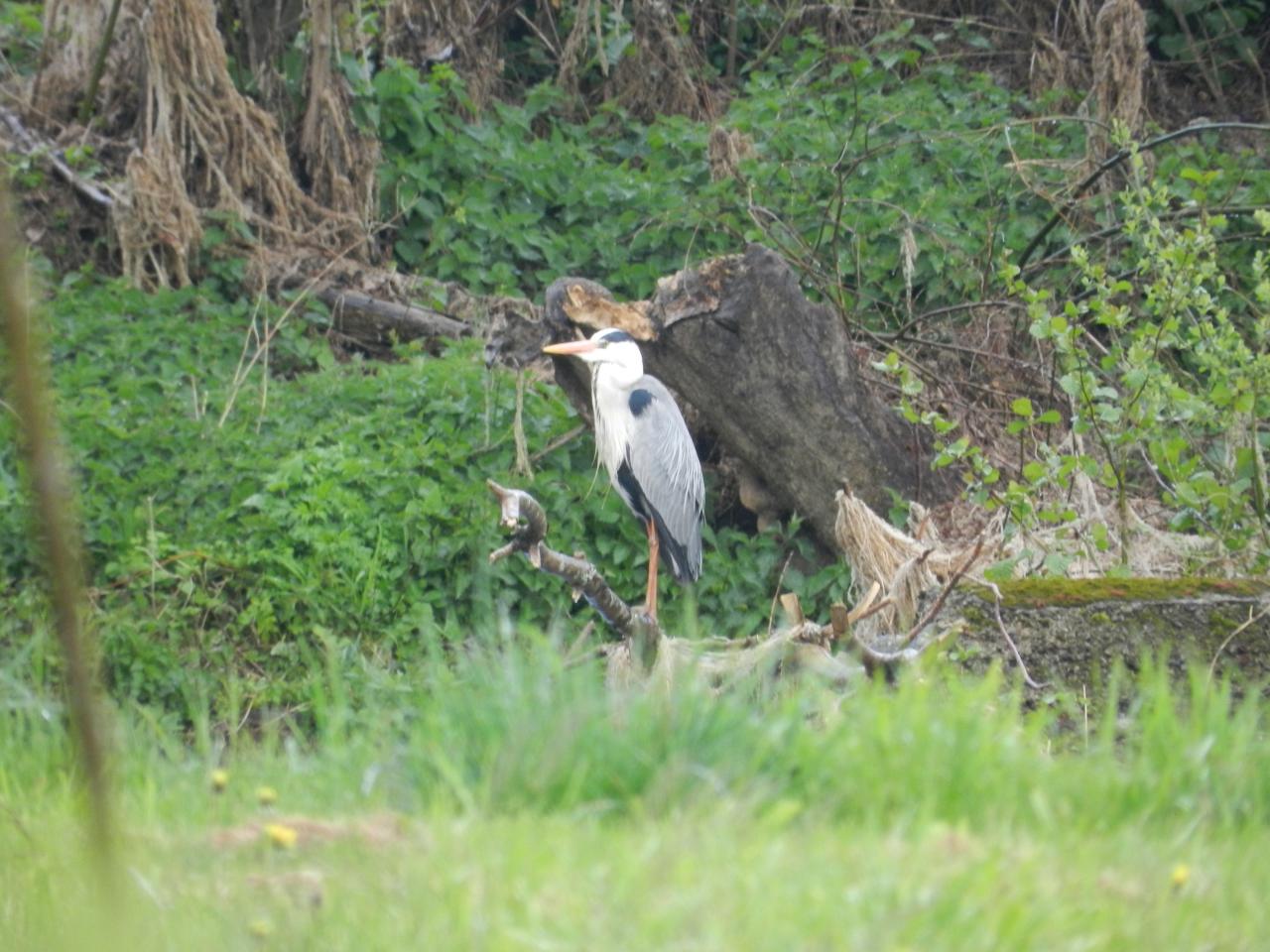 La faune du thouet et de sa vallée