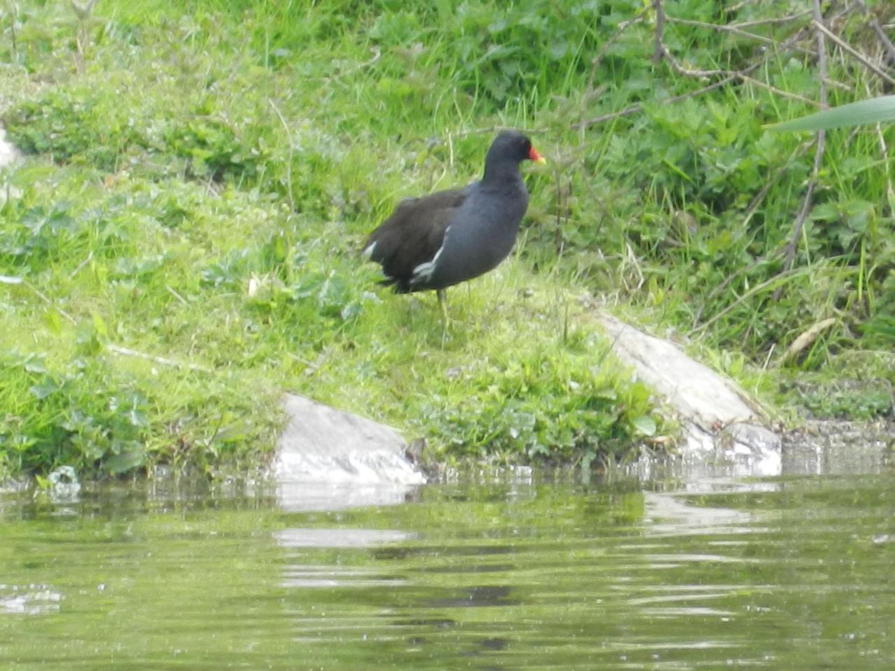 Une poule d'eau