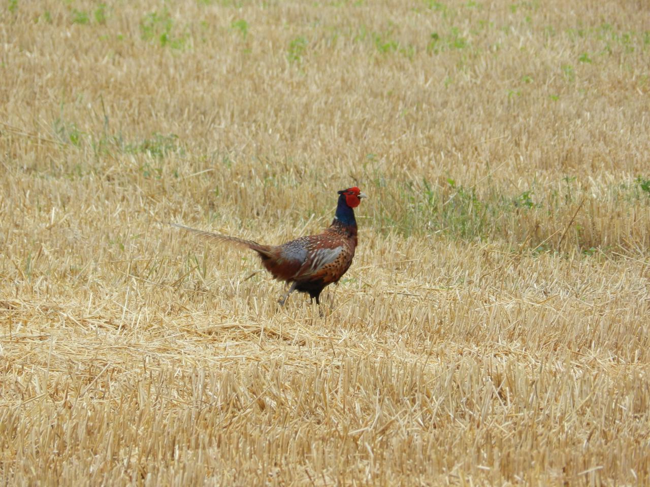 Un coq faisan.